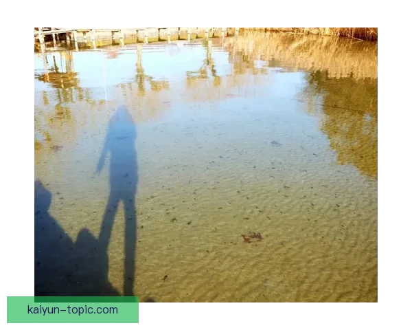 斯特拉斯堡俱乐部最新动态与未来发展方向深度解读